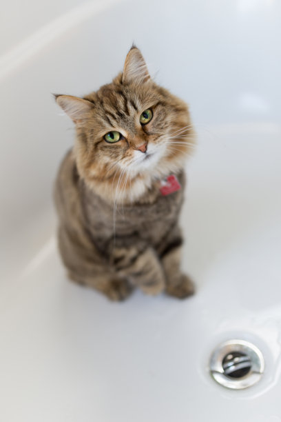 口渴的猫在浴缸里等待水图片下载