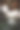 一束白玫瑰在一个黑色模糊的背景与散焦。图片下载