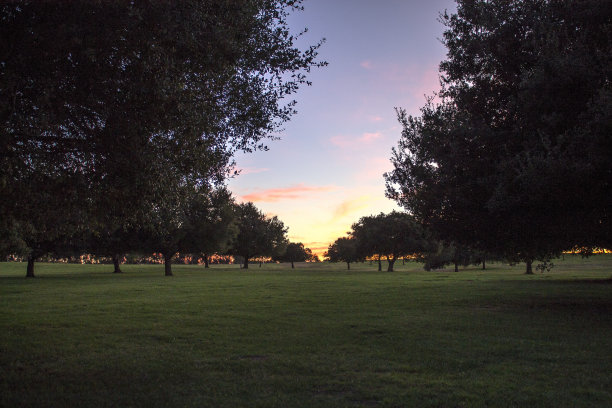 场有树木图片下载
