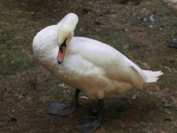 动物园里脖子扭曲的白天鹅图片下载