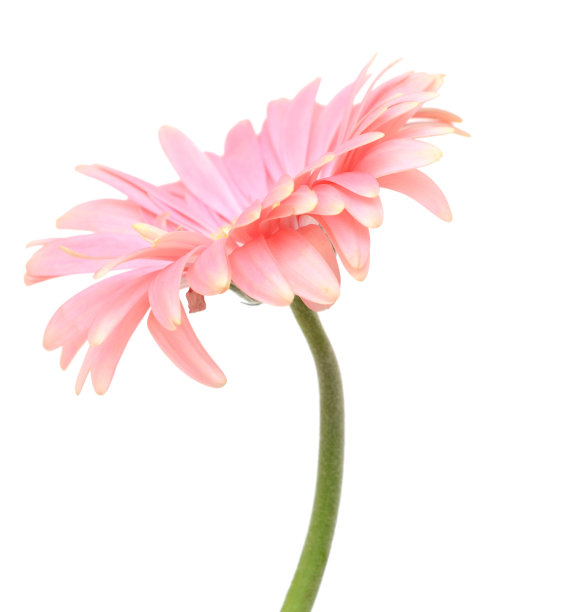 孤立的戈贝尔黛西图片下载