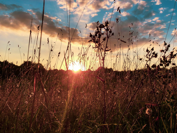 夏夜的夕阳与野花的剪影图片下载