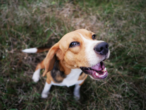 小猎犬坐在田野上时的近距离脸。图片下载