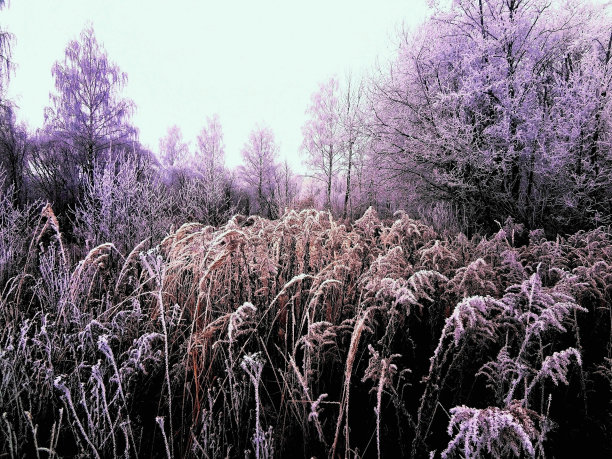 冬季森林景观图片下载