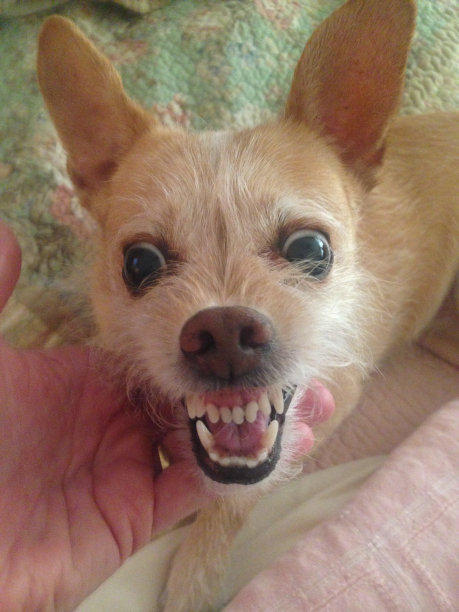 疯狂的脸吉娃娃图片下载