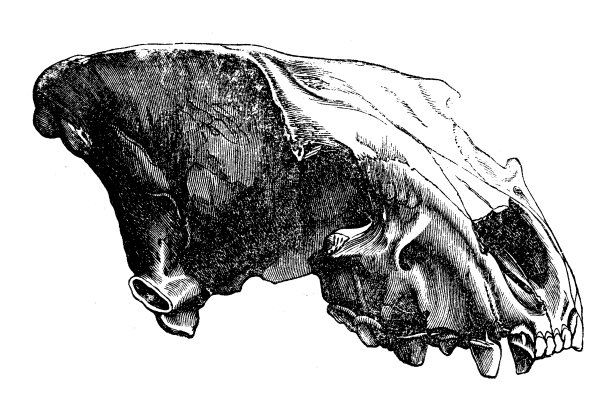 洞穴鬣狗(Crocuta Crocuta spelaea)，也被称为冰河时期的斑点鬣狗图片下载