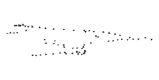 飞行中的大白额雁楔。矢量剪影一群鸟图片下载