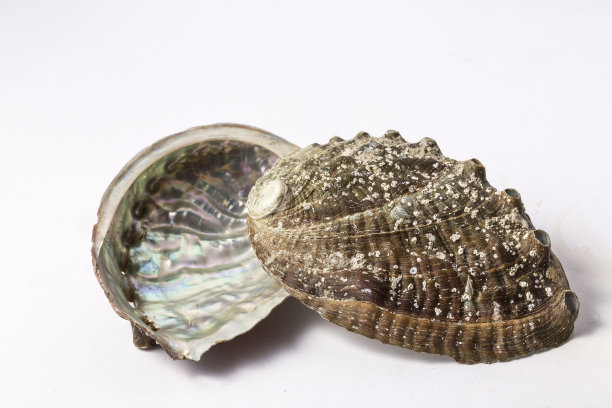 鲍鱼壳分离图片下载