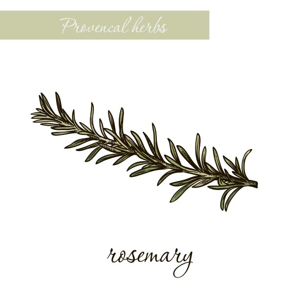 迷迭香。天然香料和香草。草图上白图片下载