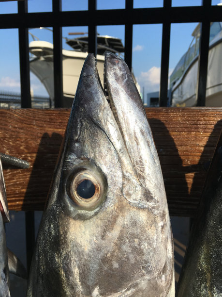 国王鲭鱼和渔船图片下载