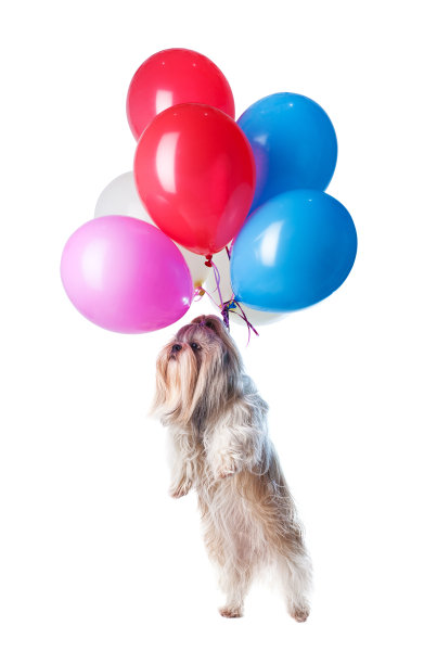 狮子狗会飞图片下载