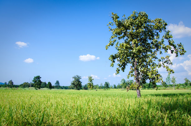 多年生植物在稻田里生长得很高。图片下载
