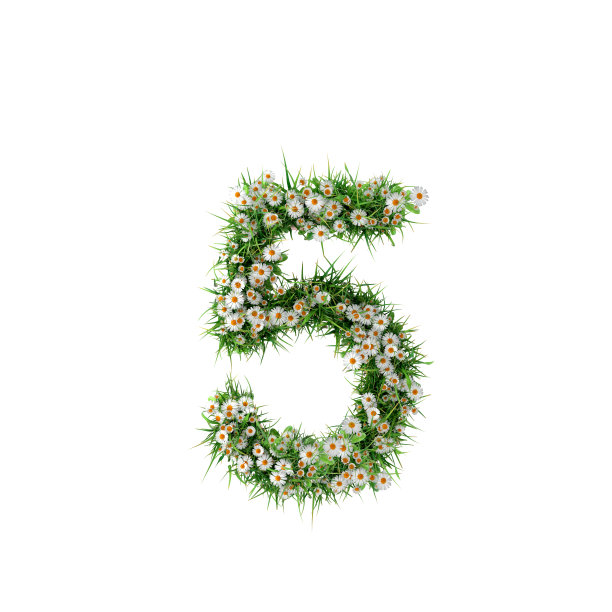 橙色雏菊5号图片下载