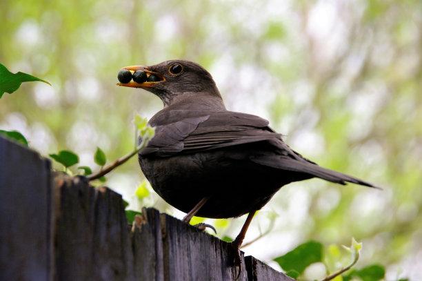 黑鸟提供食物图片下载
