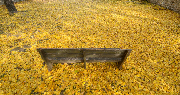 落叶的银杏叶和木椅图片下载