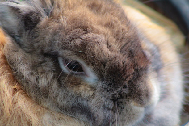 兔子关闭图片下载