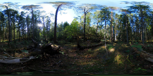 原木和北欧森林- 360 VR图片下载