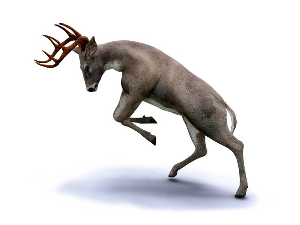 白尾鹿攻击，孤立与阴影在白色背景图片下载