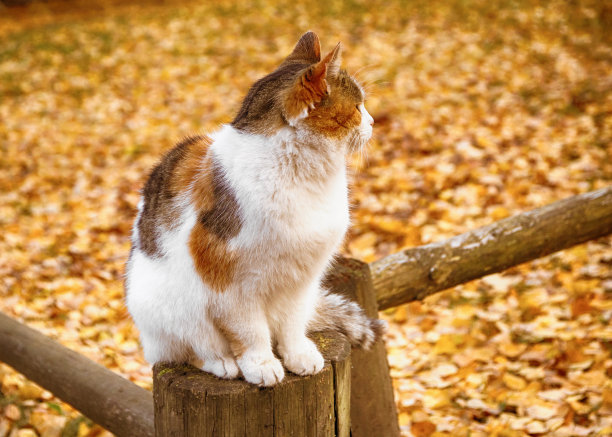 公园里的猫图片下载