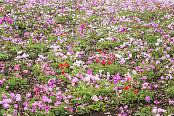 一组五颜六色的小郁金香图片下载