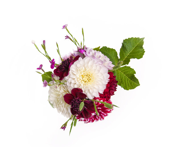 大丽花混合颜色buquet顶视图组成孤立的白色背景图片下载