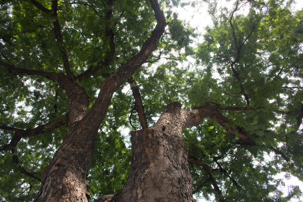 大树和阳光。图片下载