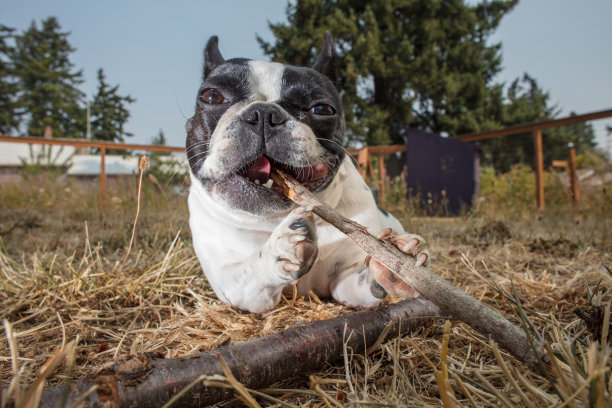 可爱的法国斗牛犬图片下载