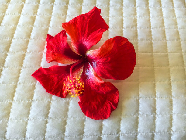 木槿在床上图片下载