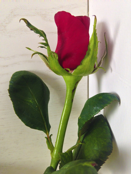 玫瑰与墙图片下载