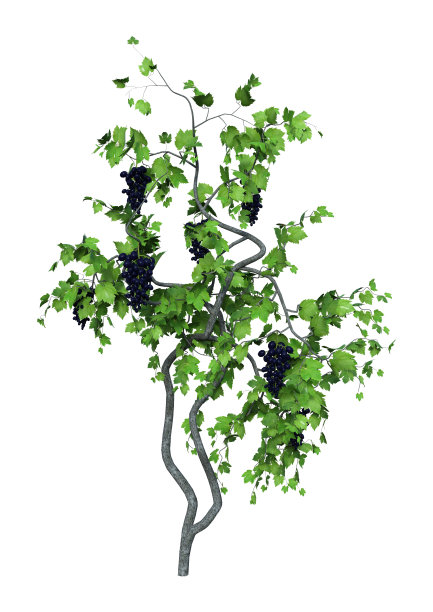 3D插图葡萄植物上白色图片下载