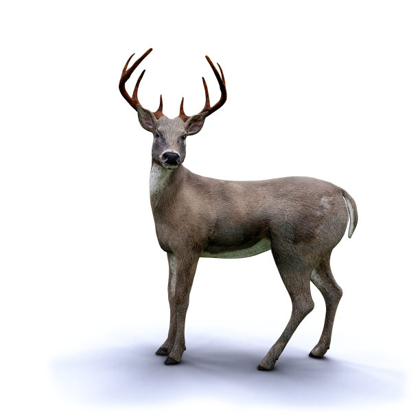 可爱的白尾鹿看着相机，孤立与阴影在白色的背景图片下载