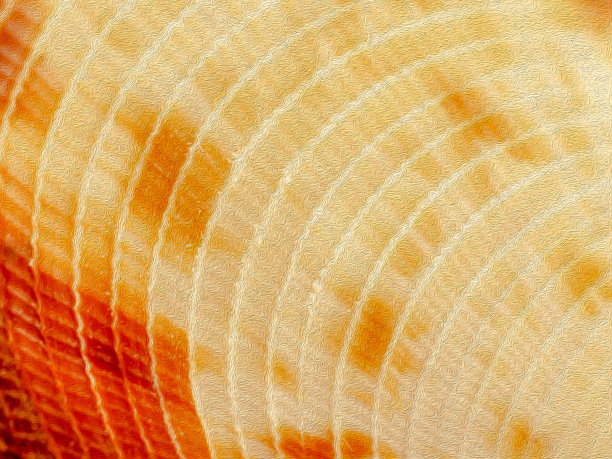 特写海贝纹理照片编辑与油画效果图片下载