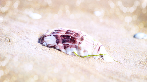 白色和粉红色/紫色的贝壳在沙滩上图片下载