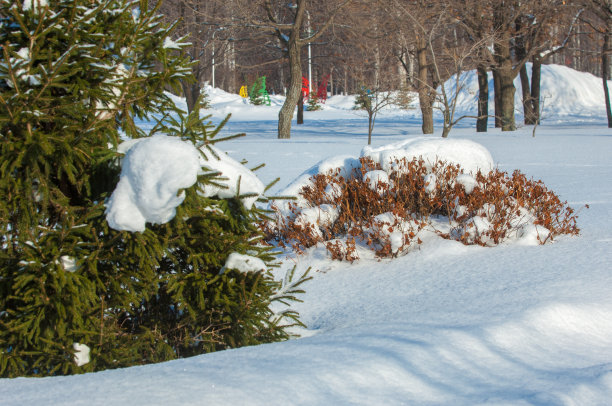 冬天的风景。云杉的树枝上积着大量的雪。从天上飘落下来，轻盈的雪花，在空中飞舞，躺在树枝上。图片下载