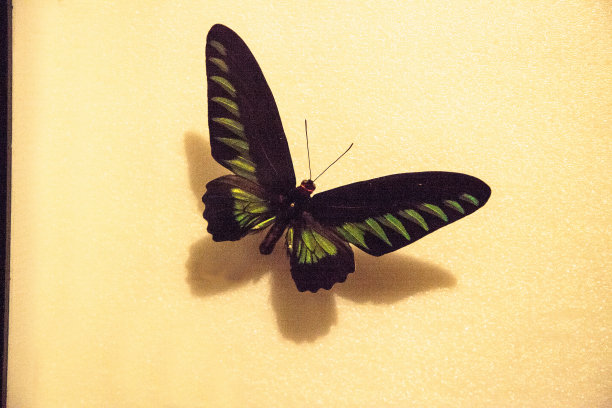 Rajah Brooke的birdwing butterfly branokiana图片下载