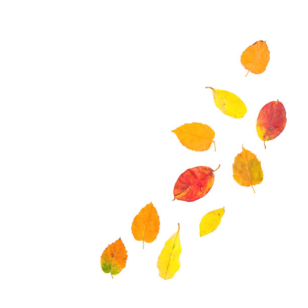 秋天的叶子落在白色的背景上。平躺，俯视图。本空间图片下载