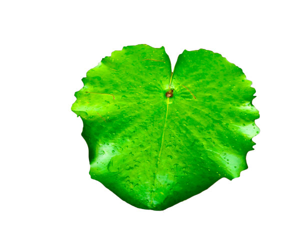 绿色荷叶孤立的背景图片下载