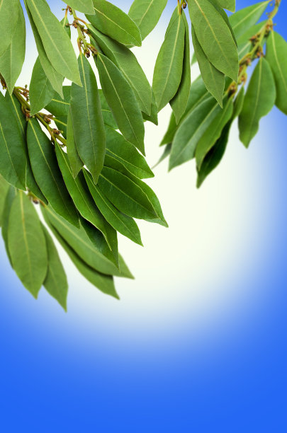 绿色新鲜月桂枝图片下载