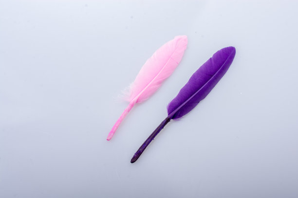 在白色背景上收集鲜艳的羽毛图片下载