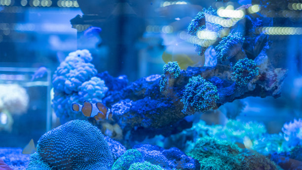 玻璃柜里的卡通鱼图片下载