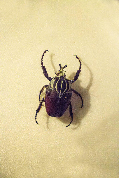 黑白巨金龟子巨金龟子图片下载