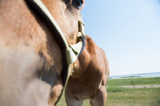 有趣的小马看着相机图片下载
