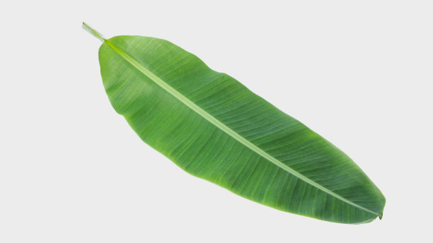 芭蕉叶孤立在白色背景与修剪路径。图片下载
