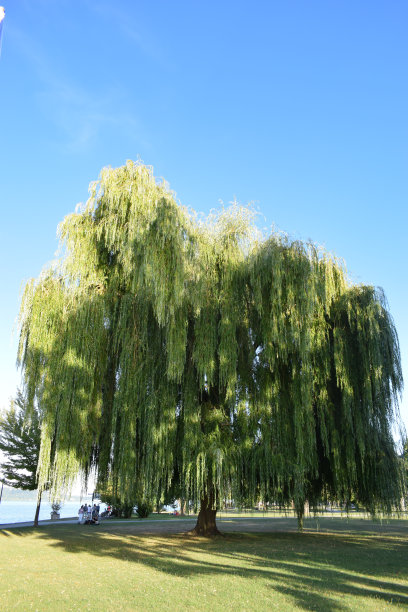 柳树图片下载