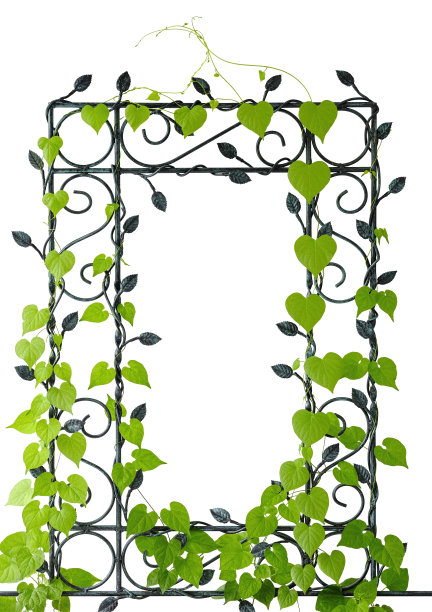 一种攀缘植物，攀缘在白色的背景上，攀缘在装饰花园的铁质格栅上。孤立在白色的。图片下载