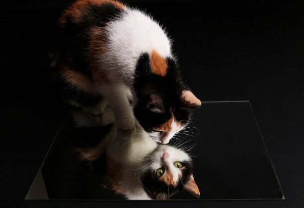 黑暗的画室里有一面镜子的三色猫图片下载