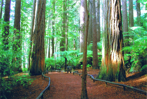 新西兰罗托鲁瓦红杉森林图片下载