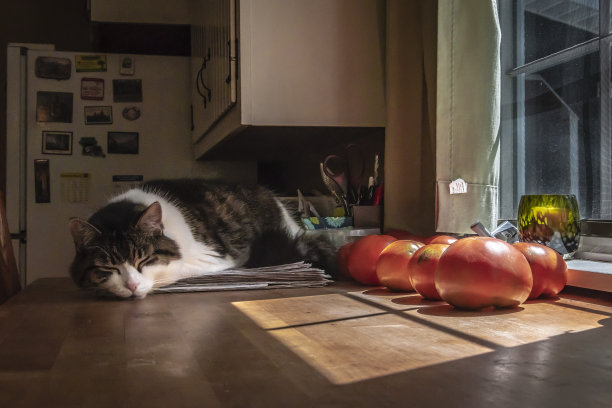 一只猫睡在厨房台面上的一堆报纸上，旁边是在阳光下成熟的西红柿。图片下载