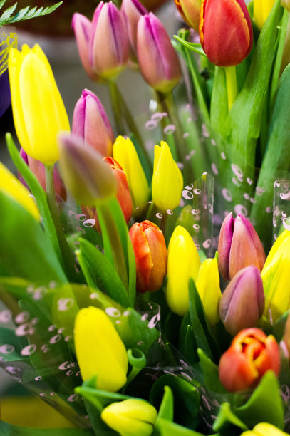 一束郁金香的照片。百合科的一种春季开花的球茎植物，开有颜色鲜艳的杯状花。图片下载