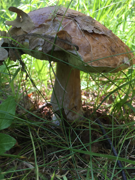 棕盖牛肝菌图片下载